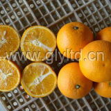 Chinese Exported Standard Fresh Valencia Orange