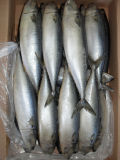 Pacific Mackerel 500g