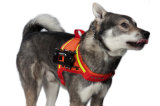 Dog Camera Vest With Waterproof Camera