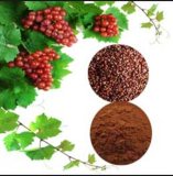 Health Raw Material Grape Seed Extract