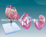 3D Anatomical Dissection Model of Heart (EYAM-29)