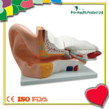 Medical Educational 3D Human Ear Model