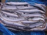 Frozen Pacific Saury