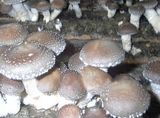 Mushroom