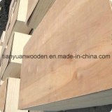 Veneer Poplar Plywood Timber (GL1515)