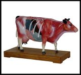 Acupuncture Animal Model (M-6-C)