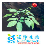100% Natural 80%UV Pure White Ginseng Root Extract