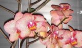 Phalaenopsis(Orchid) (TJTA200)