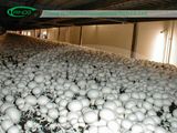 Modern Mushroom Factory