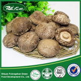 China Good Price Wholesale Organic Shiitake Mushroom for Sale