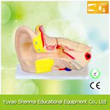 Human Ear Model 6x (Teaching model)