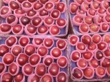 China Fresh Fruit Huaniu Apple