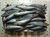 Round Scad