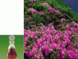 Natural Daurian Rhododendron Oil