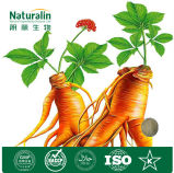 High Quality Panax Ginseng Extract