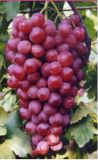 Table Grape (TRG)