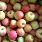 Huaguan Apple (FUJI apple, Huaniu apple, Golden apple)