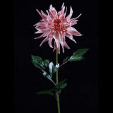 Artificial Dahlia Flower for Decoration