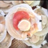 Half Shell Sea Scallops
