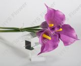 Party Decoration High Quality Long Stem Calla Lily (PU3205)