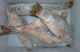 Frozen Carp Gutted From Back
