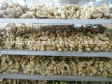 Full Air Dried Fresh Ginger