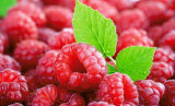 100% Nature Raspberry Extract/Fructus Rubi