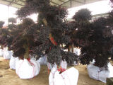 Loropetalum Chinensis Bonsai Trees
