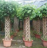 Ficus Cage Shape