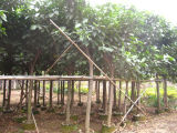 Ficus Altissima