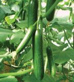 Zhenna F1 Hybrid Cucumber Seeds, Vegetable Seeds