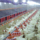 Full Set Automatic Poultry Farming Equipment