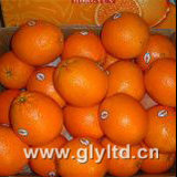 Chinese New Crop Fresh Navel Orange