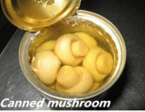 Canned Whole Mushroom Trading