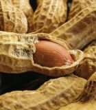 Hot Good Quality Peanut in Shell