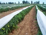 Agricultural Netting Support for Green Crops