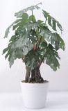 Artificial Tree