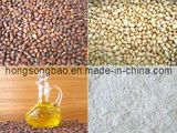 Pine Nut Products