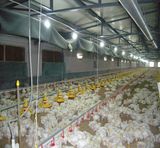Chicken Drinking System for Poultry House