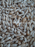 Good Quality of Canned Drumstick Mushroom for Sale