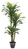 200cm Height New Three Stems Green Brazil Tree Export