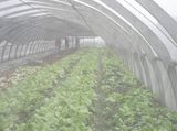 30 Mesh Fruit Tree Mesh Netting