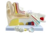 3 Times Enlarged 3 Parts Ear Model