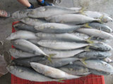 Pacific Mackerel 8-10pieces/Kg