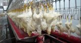 Poultry Slaughterhouse Equipemnt