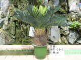Artificial Plants and Flowers of Cycas Gu-1071-20-1
