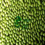 Hot Sell IQF Edamame/Soybean Kernels with FDA