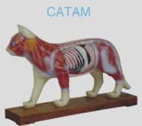 Cat Acupuncture Model