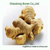 2015 Shandong Boren Hot Sale Fresh/ Dried Ginger