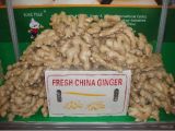 Ginger/Air-Dried Ginger with High Quality